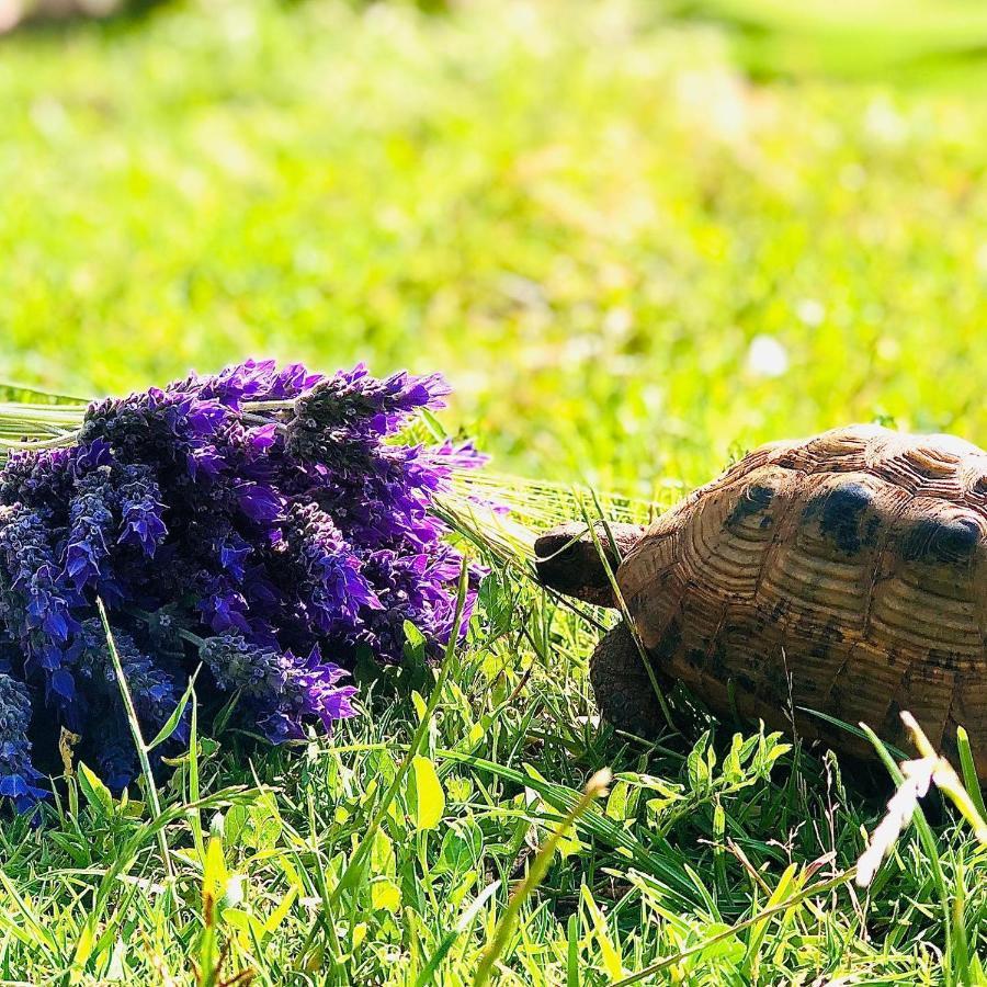 Les Jardins De Taja Guest house Ourika